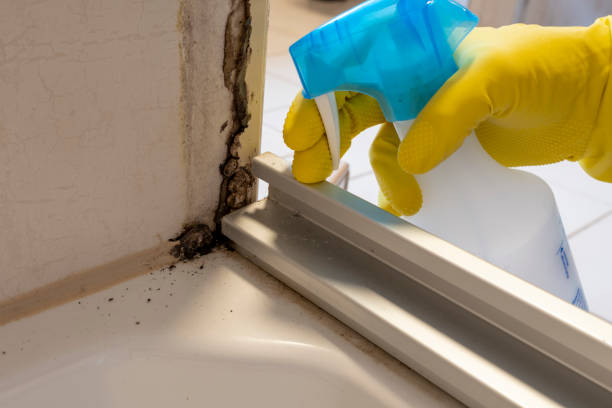 Best Mold Documentation for Insurance Claims  in Bridgeport, NE